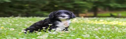 Portuguese Water Dog dogs for sale: Beau - Ad 2