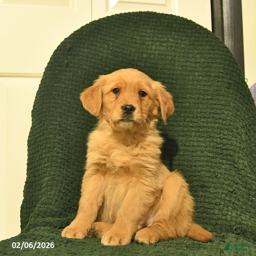 Golden Retriever dogs Buttercup - Ad 2