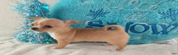 Chihuahua dogs for sale: Linus - Ad 6