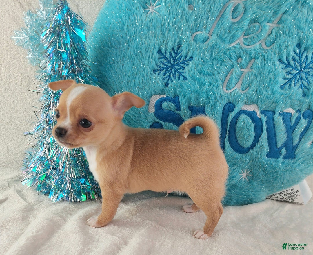 Chihuahua dogs for sale: Linus - Ad 6