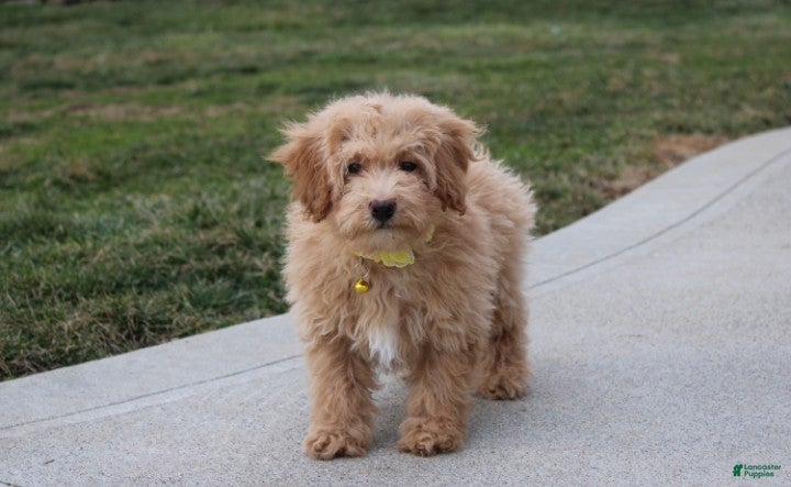 Bichpoo dogs Rowan - Ad 1