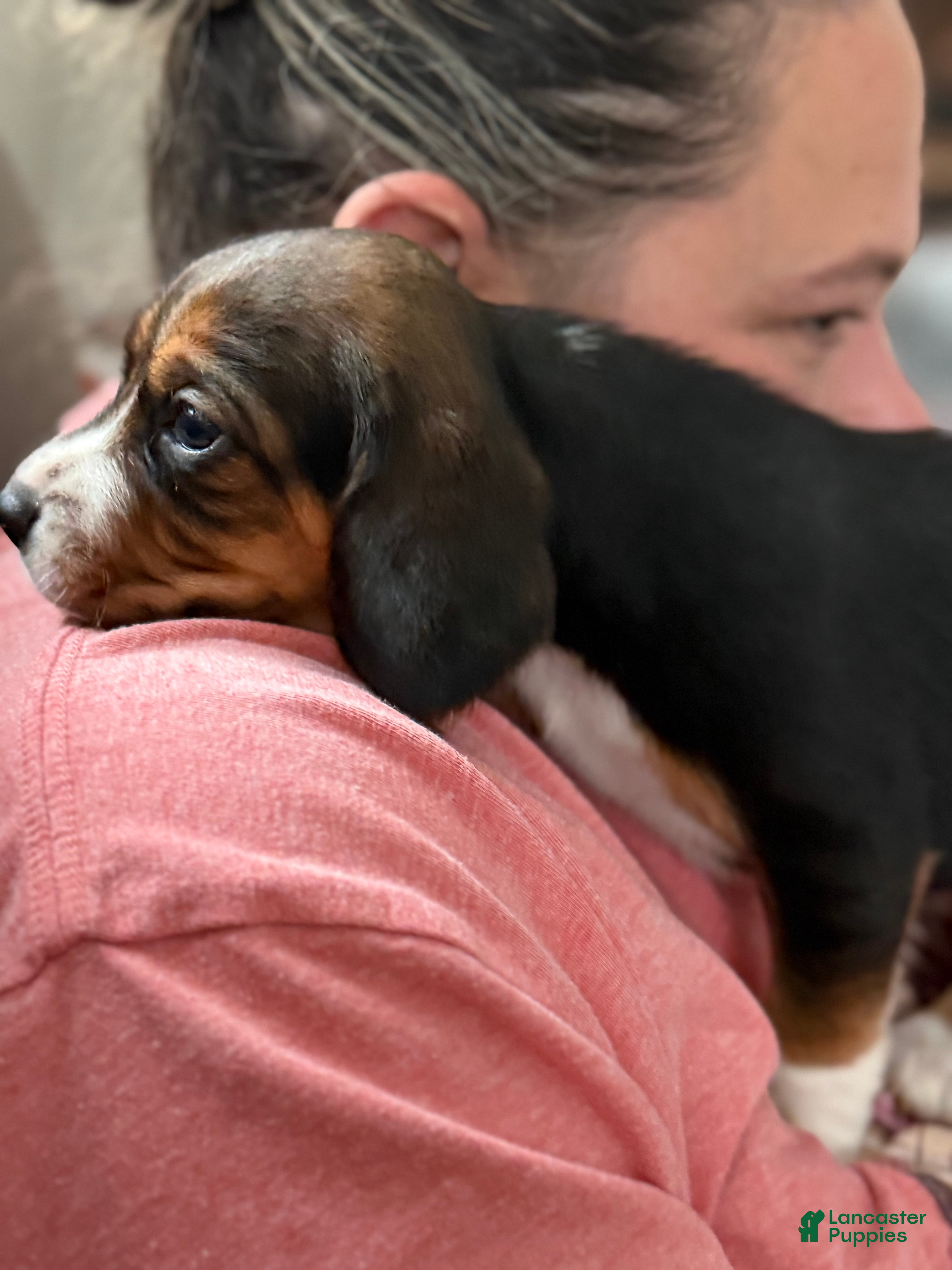 Beagle dogs Beagle Puppy 3 - Ad 17