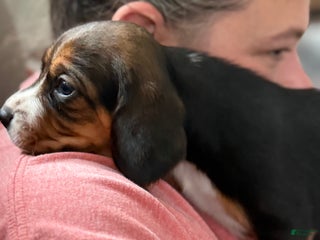 Beagle dogs Beagle Puppy 3 - Ad 5