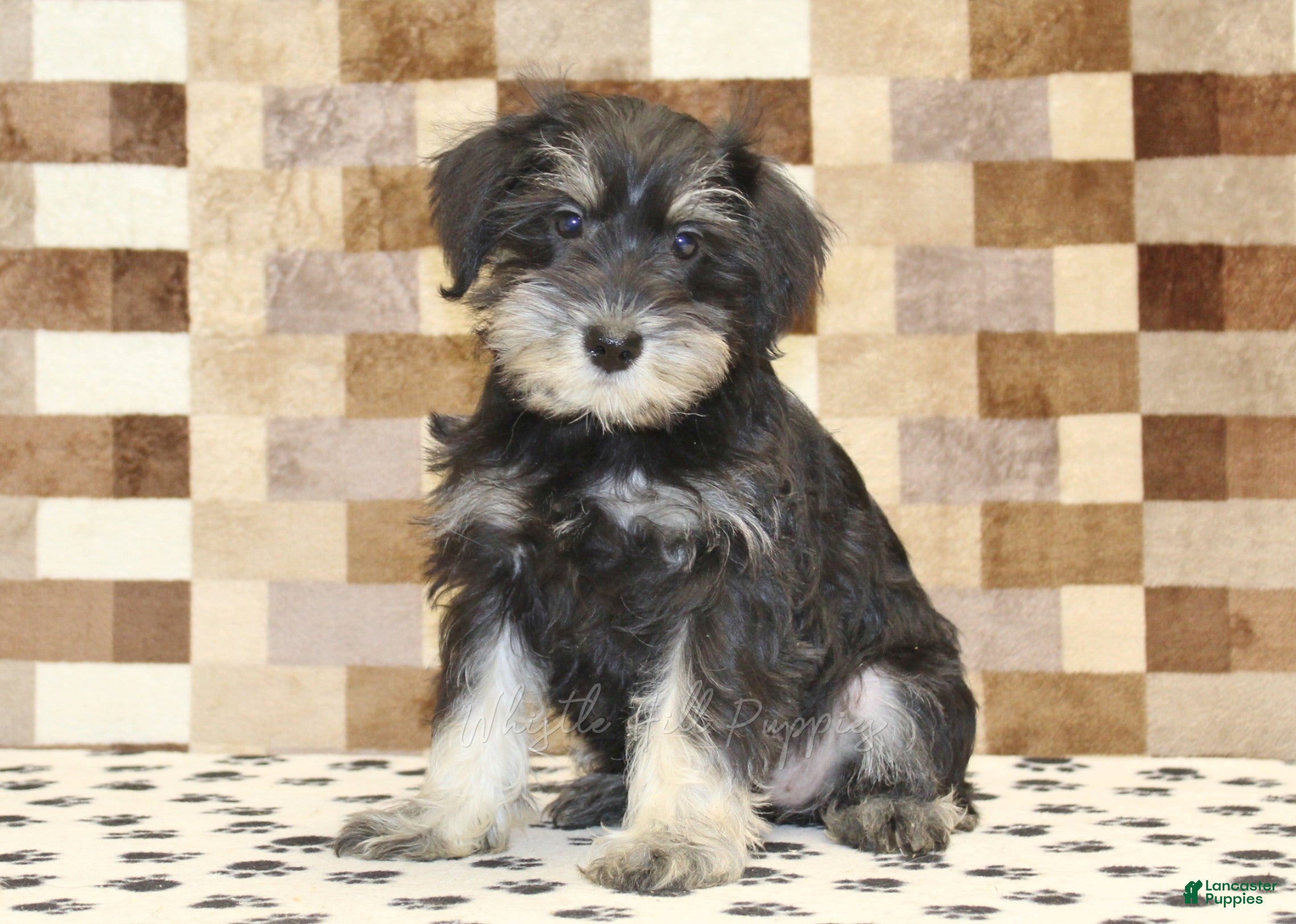 Miniature Schnauzer dogs Emily - Ad 1