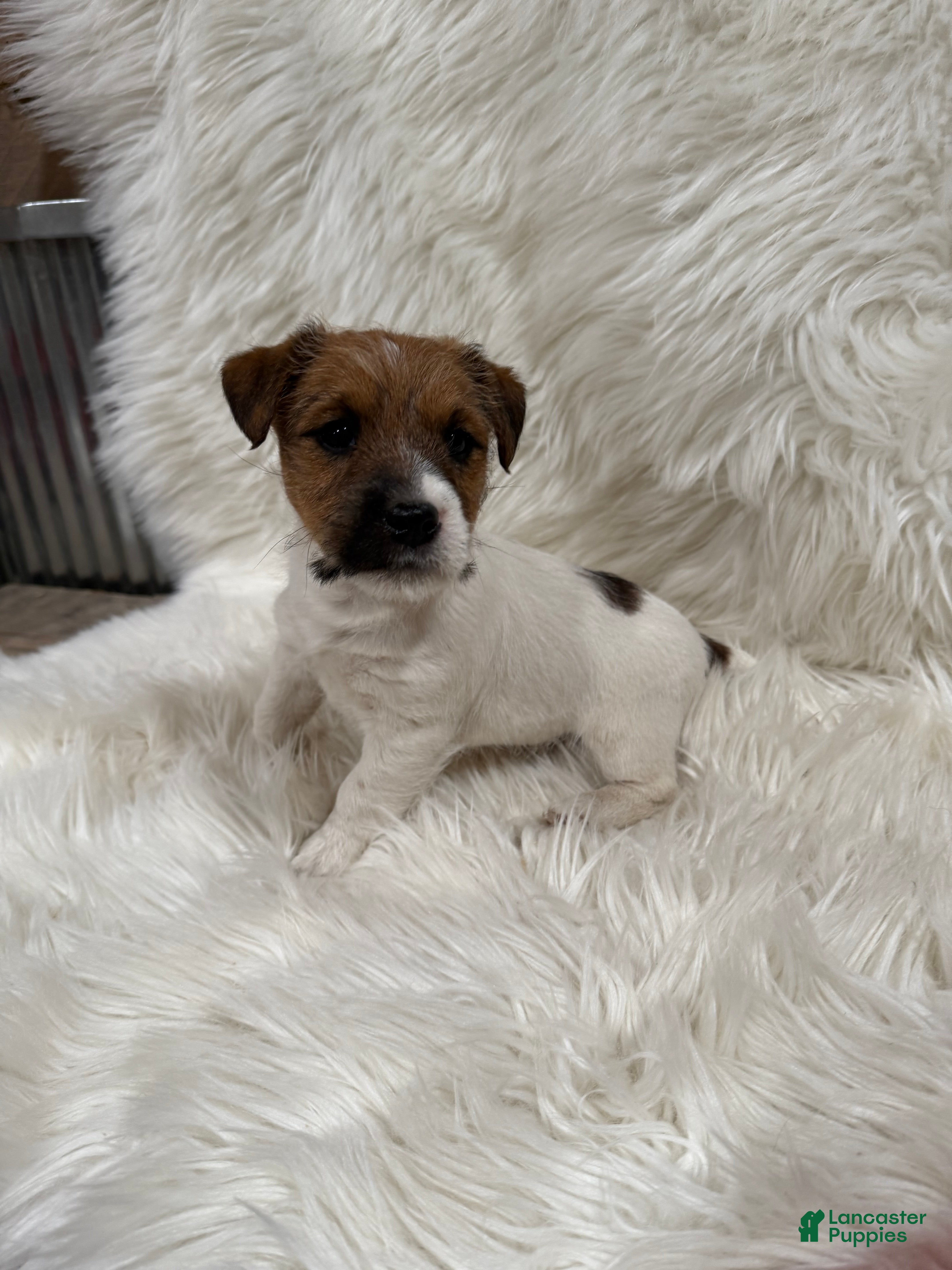 Jack Russell Terrier dogs Griffin Puppy 4 - Ad 38