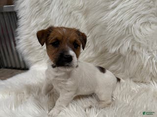 Jack Russell Terrier dogs Griffin Puppy 4 - Ad 38