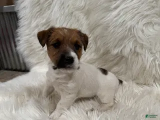 Jack Russell Terrier dogs Griffin Puppy 4 - Ad 21