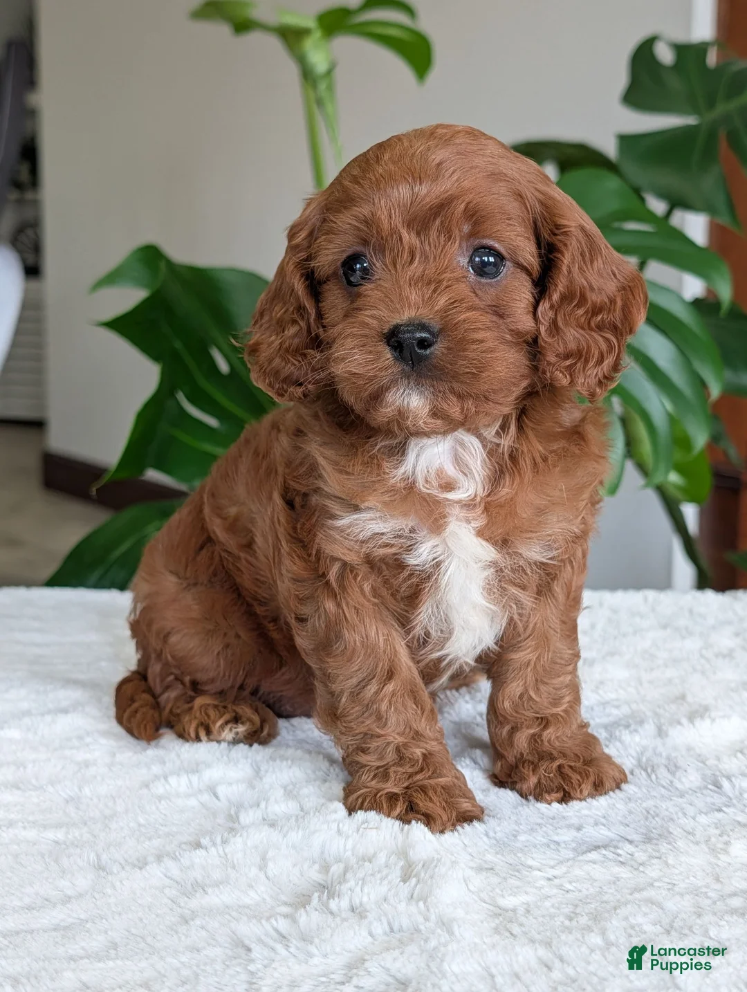 Cavapoo dogs for sale: Kody - Ad 1