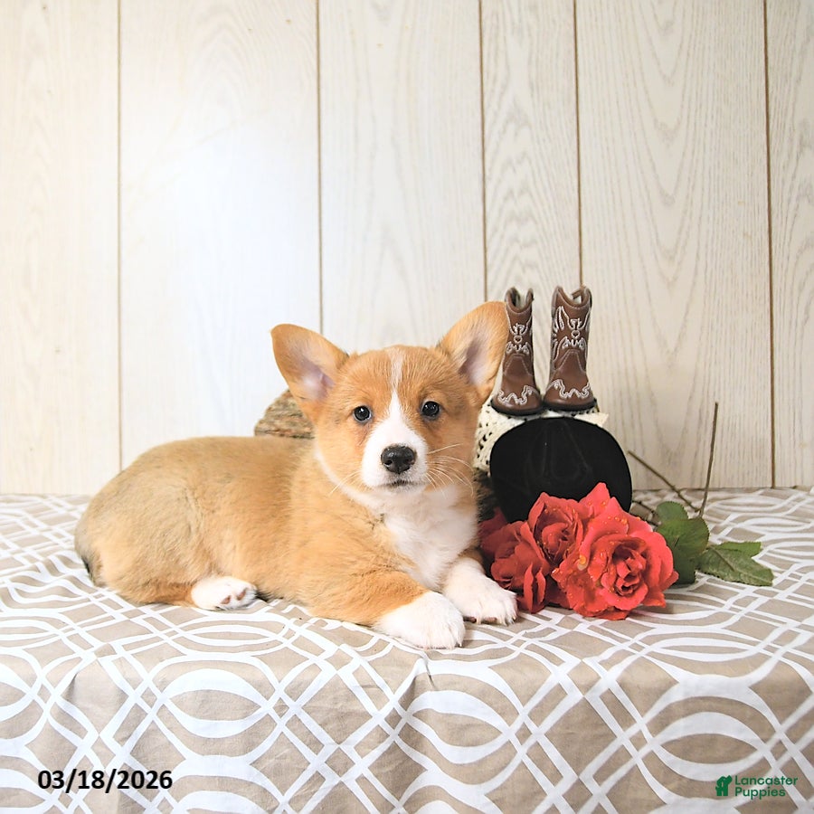 Welsh Corgi Pembroke dogs Banjo - Ad 2