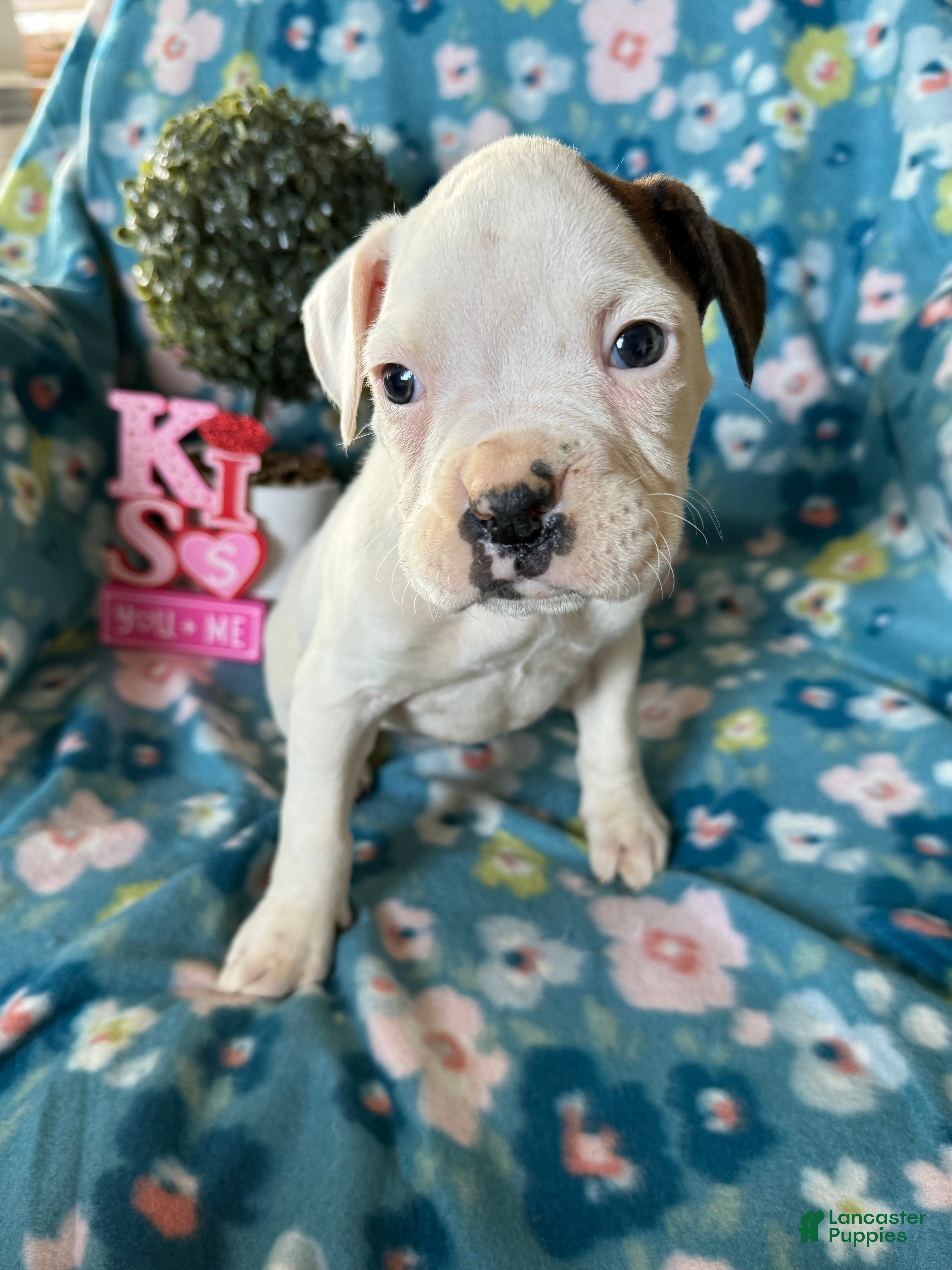 Boxer dogs Puddles - Ad 2