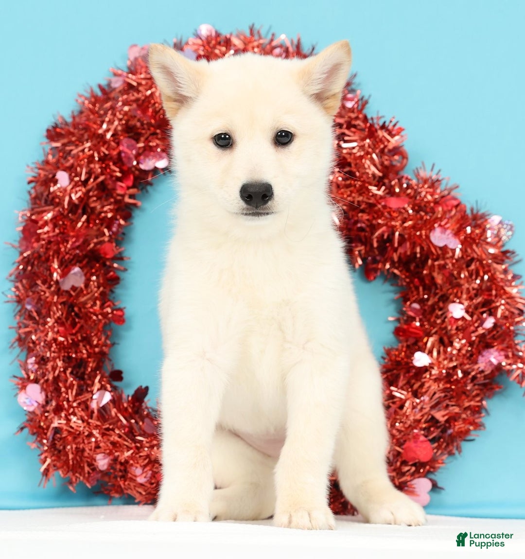 Mixed Breed dogs for sale: Jasmine - Ad 3