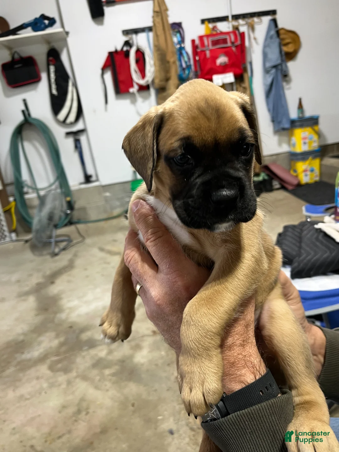Boxer dogs for sale: Boxer Puppy 2 - Ad 1