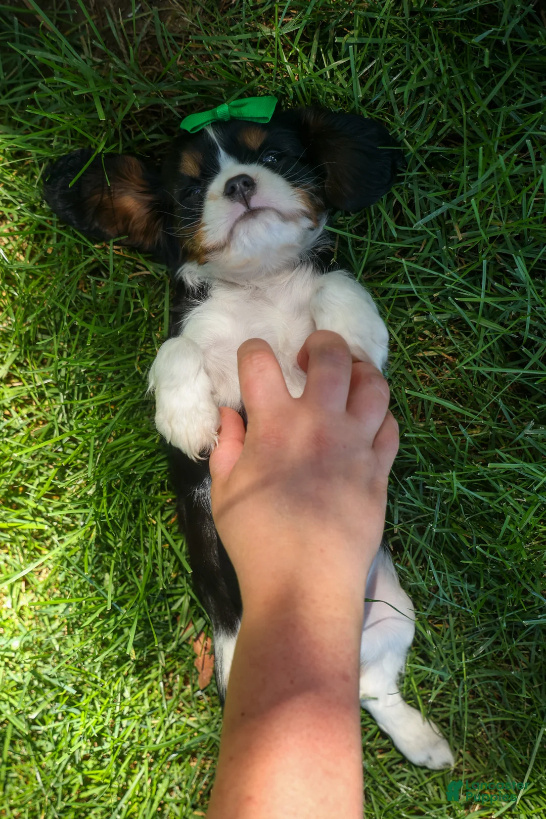 Cavalier King Charles Spaniel dogs for sale: Maxwell 🐾🐶 - Ad 2