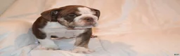 English Bulldog dogs for sale: Bully (Chocolate Trindle) - Ad 3