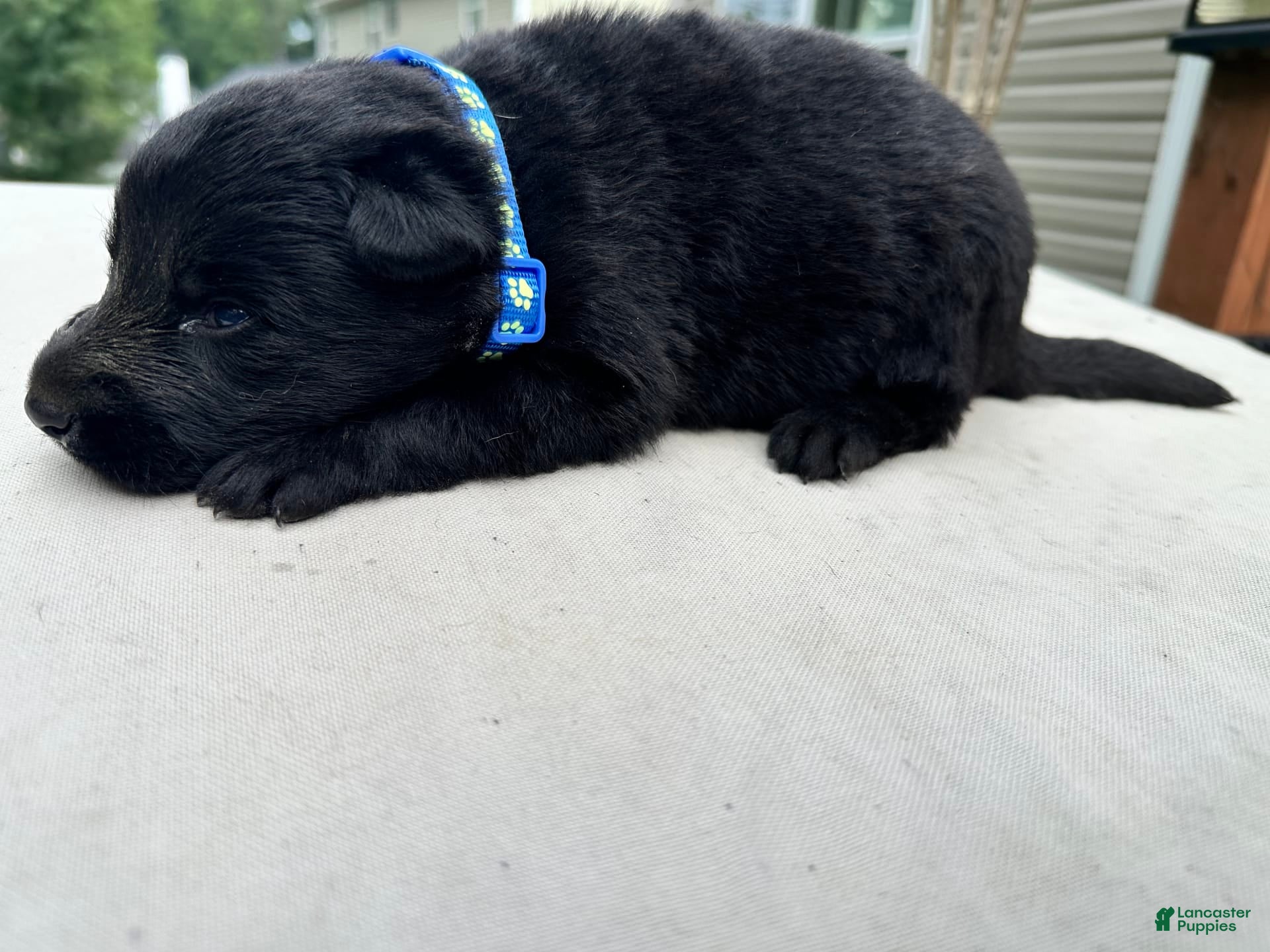 German Shepherd dogs Solid Black Blue Collar - Ad 13