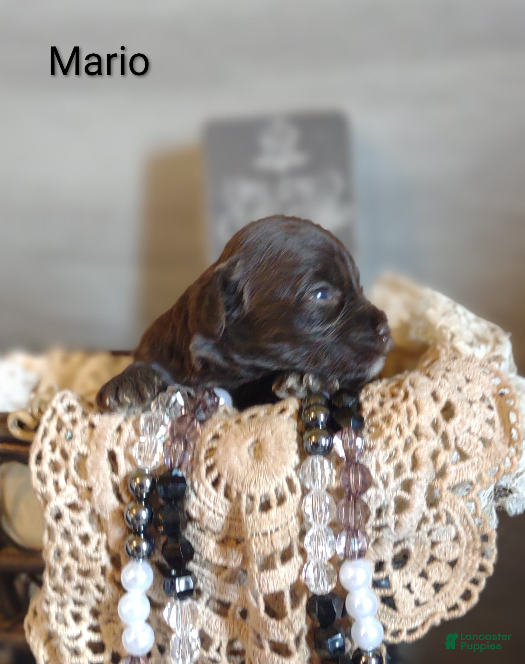 Shihpoo dogs Shihpoo Puppy 3 Mario - Ad 1