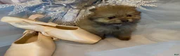 Pomeranian dogs for sale: Biscotti - Ad 18