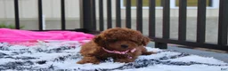 Miniature Poodle dogs for sale: Sasha  - Ad 9
