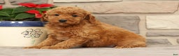Mini Goldendoodle dogs for sale: Emiko - Ad 3