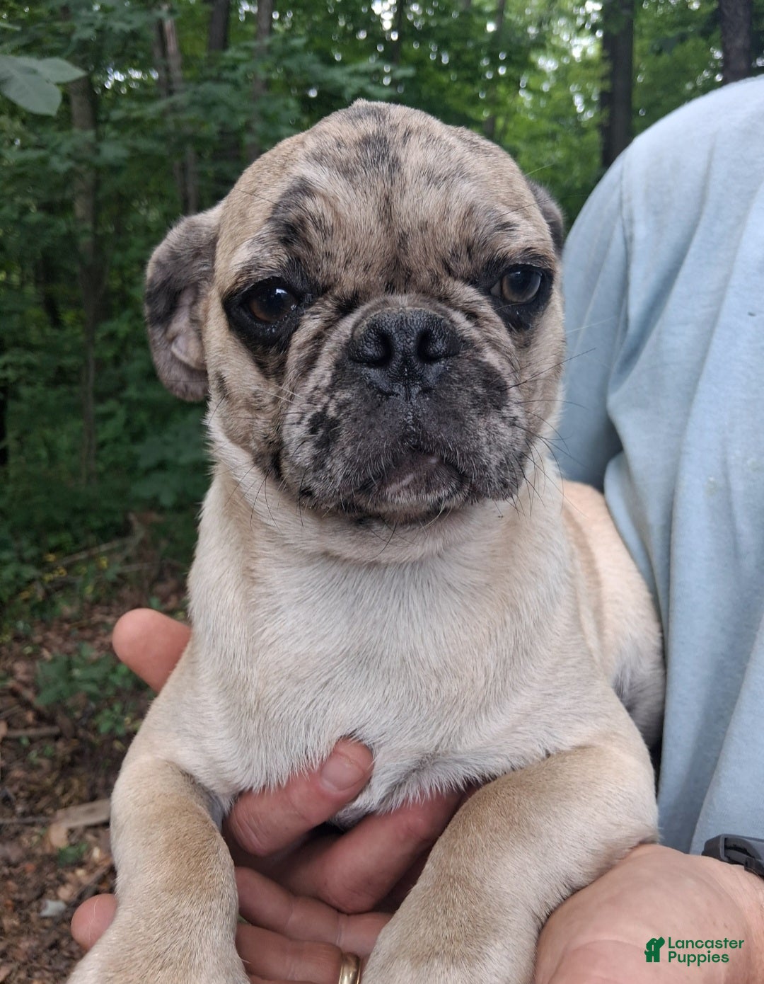 Pug dogs Karly - Ad 1