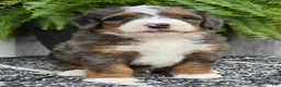Mini Bernedoodle dogs for sale: Mini Jett - Ad 14