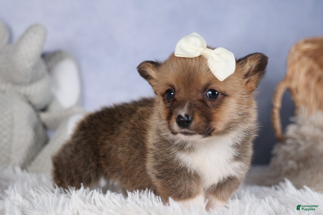 Welsh Corgi Pembroke dogs for sale: LITTLE CHIEF - Ad 4