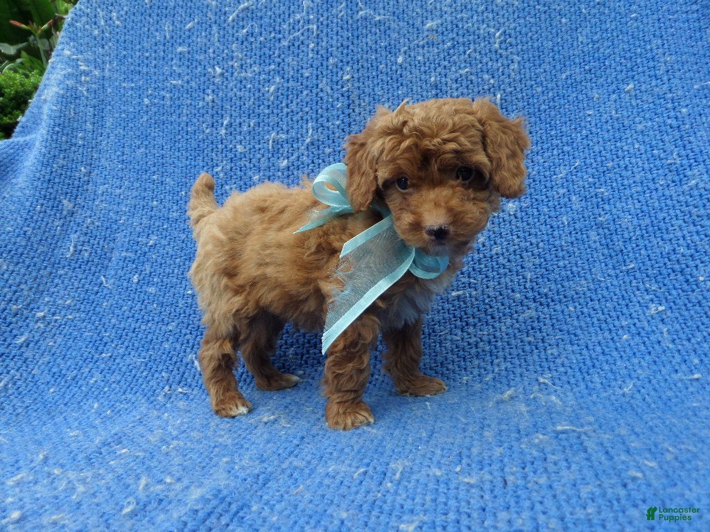 Toy Poodle dogs Peanut - Ad 16