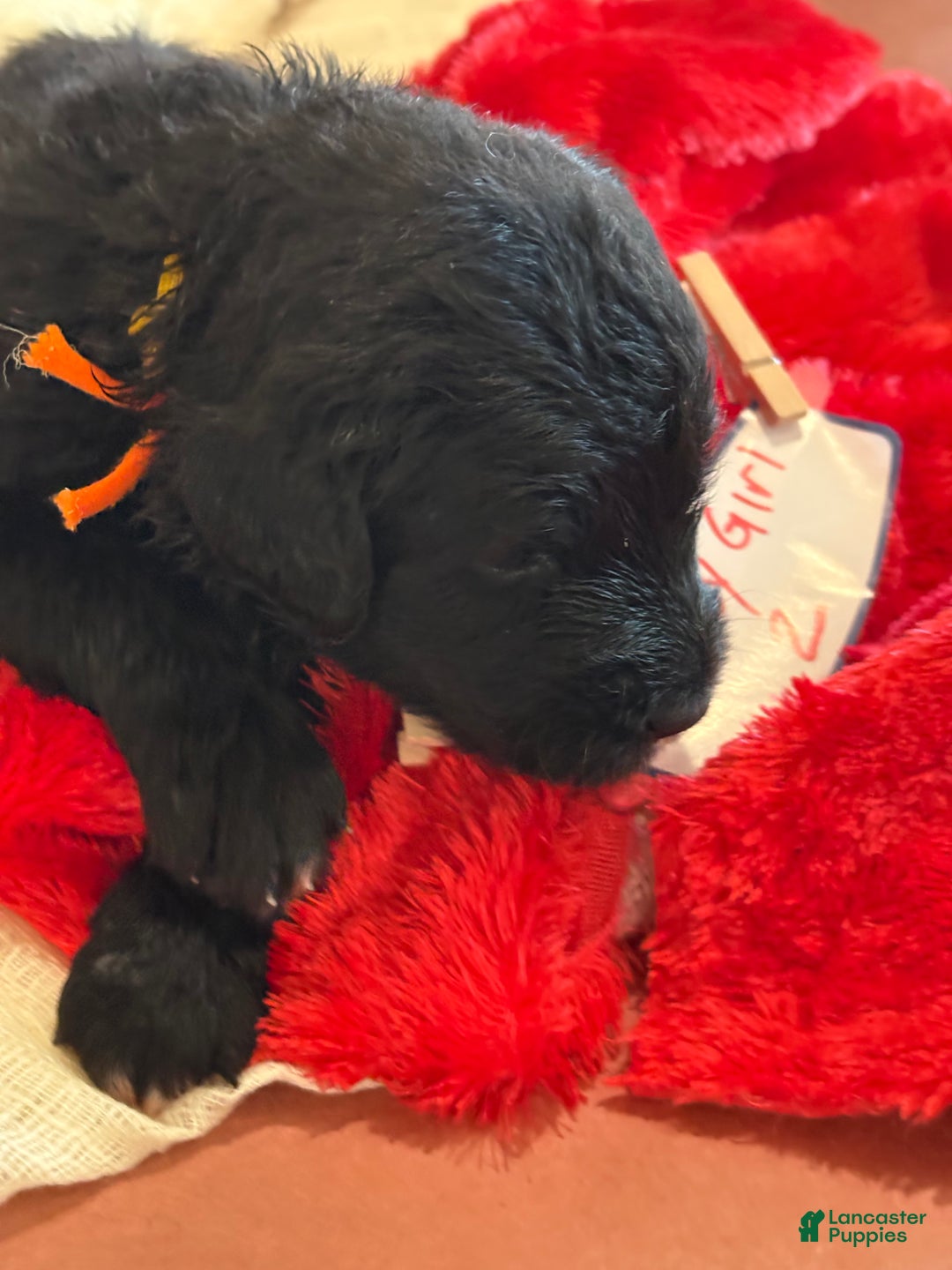 Mixed Breed dogs for sale: female # 2 English Shepherd Doodle - Ad 3