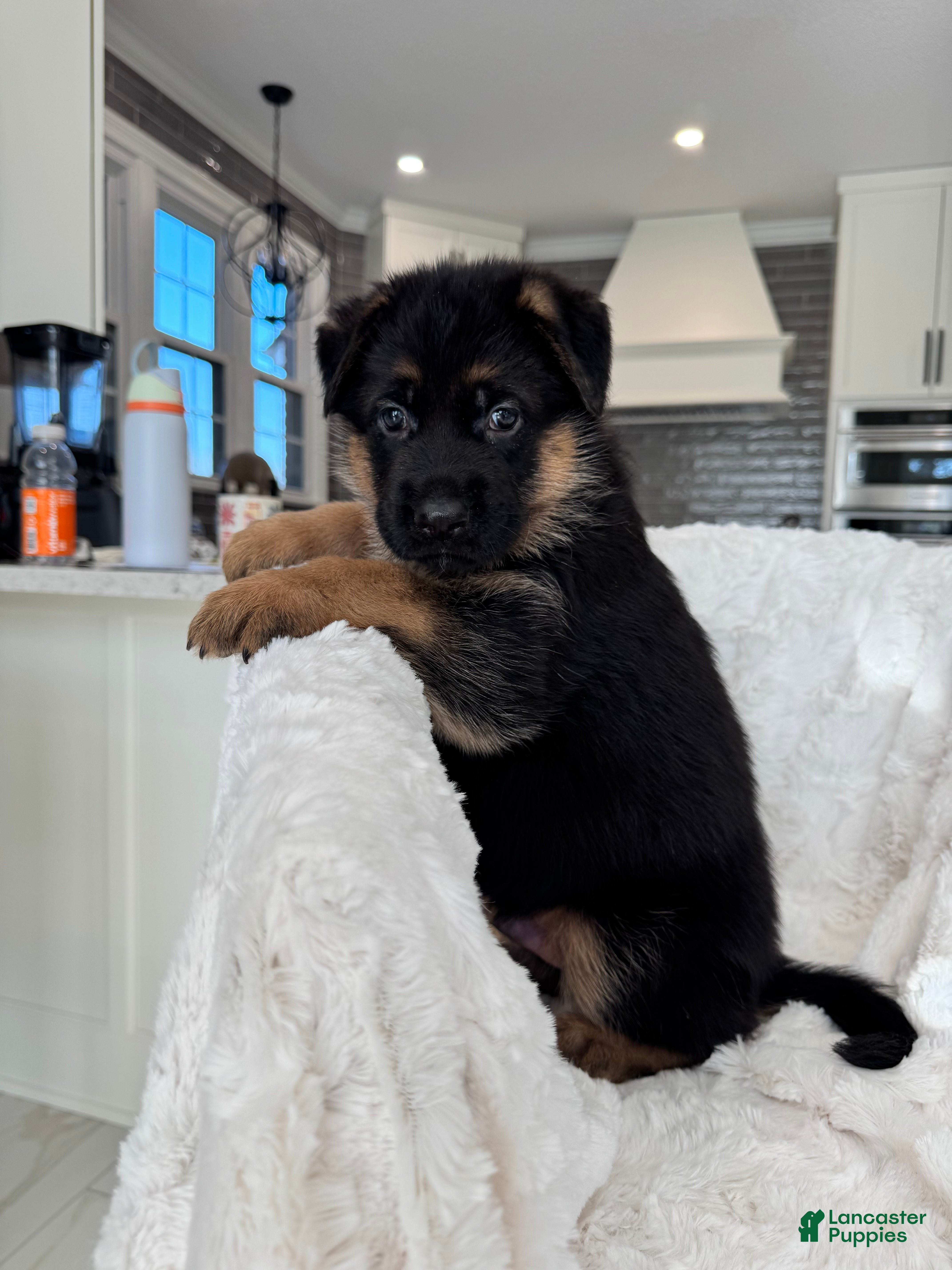 German Shepherd dogs German Shepherd Puppy 5 - Ad 10