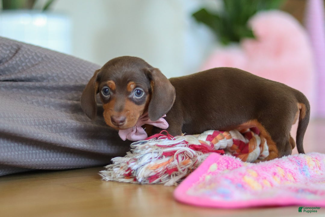 Miniature Dachshund dogs for sale: Chloe - Ad 11