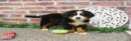 Bernese Mountain Dog dogs for sale: Liberty - Ad 4