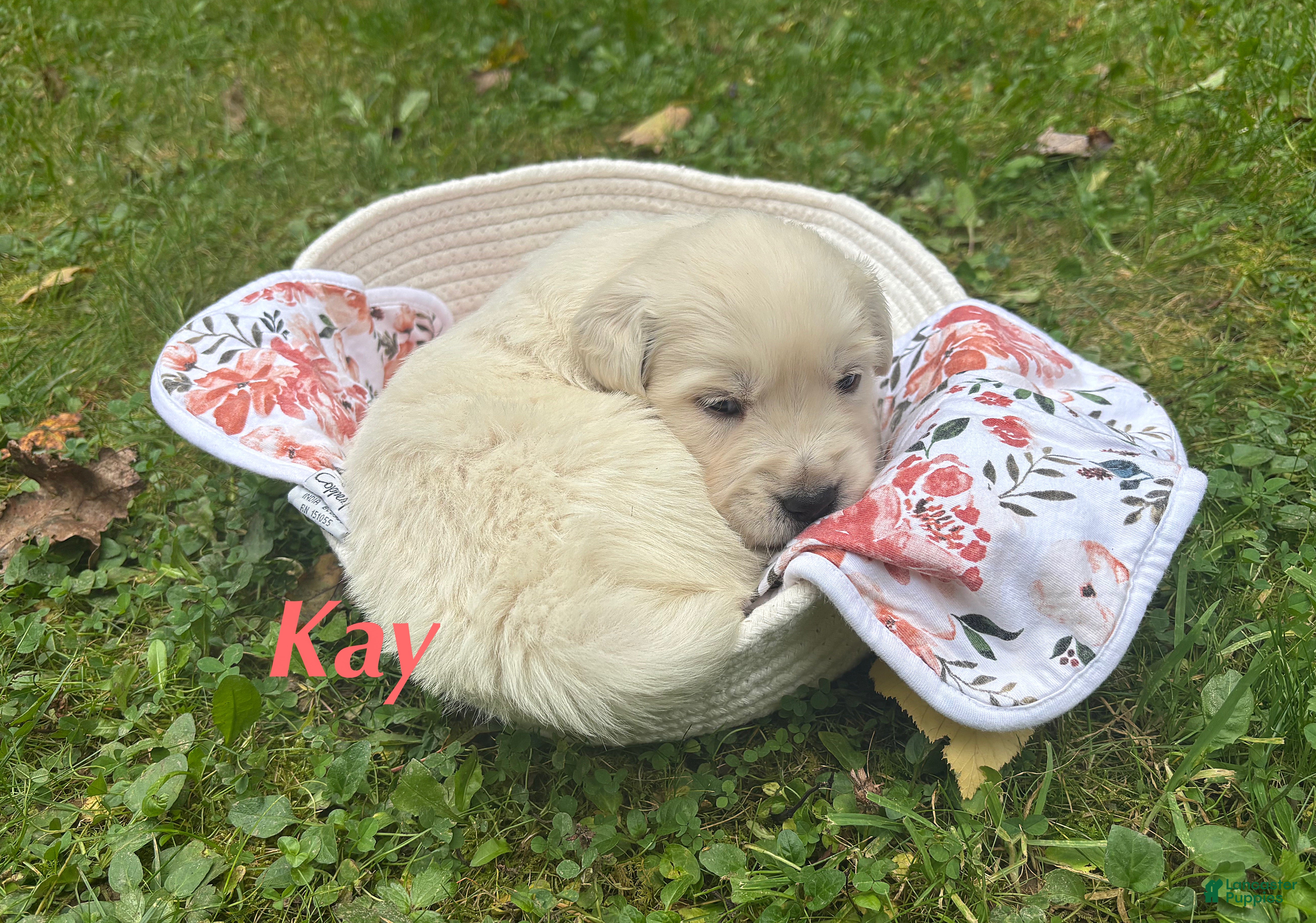 Golden Retriever dogs Kay - Ad 15