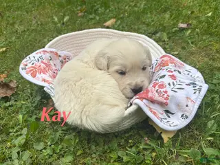 Golden Retriever dogs Kay - Ad 15