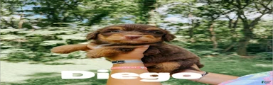 Diego 