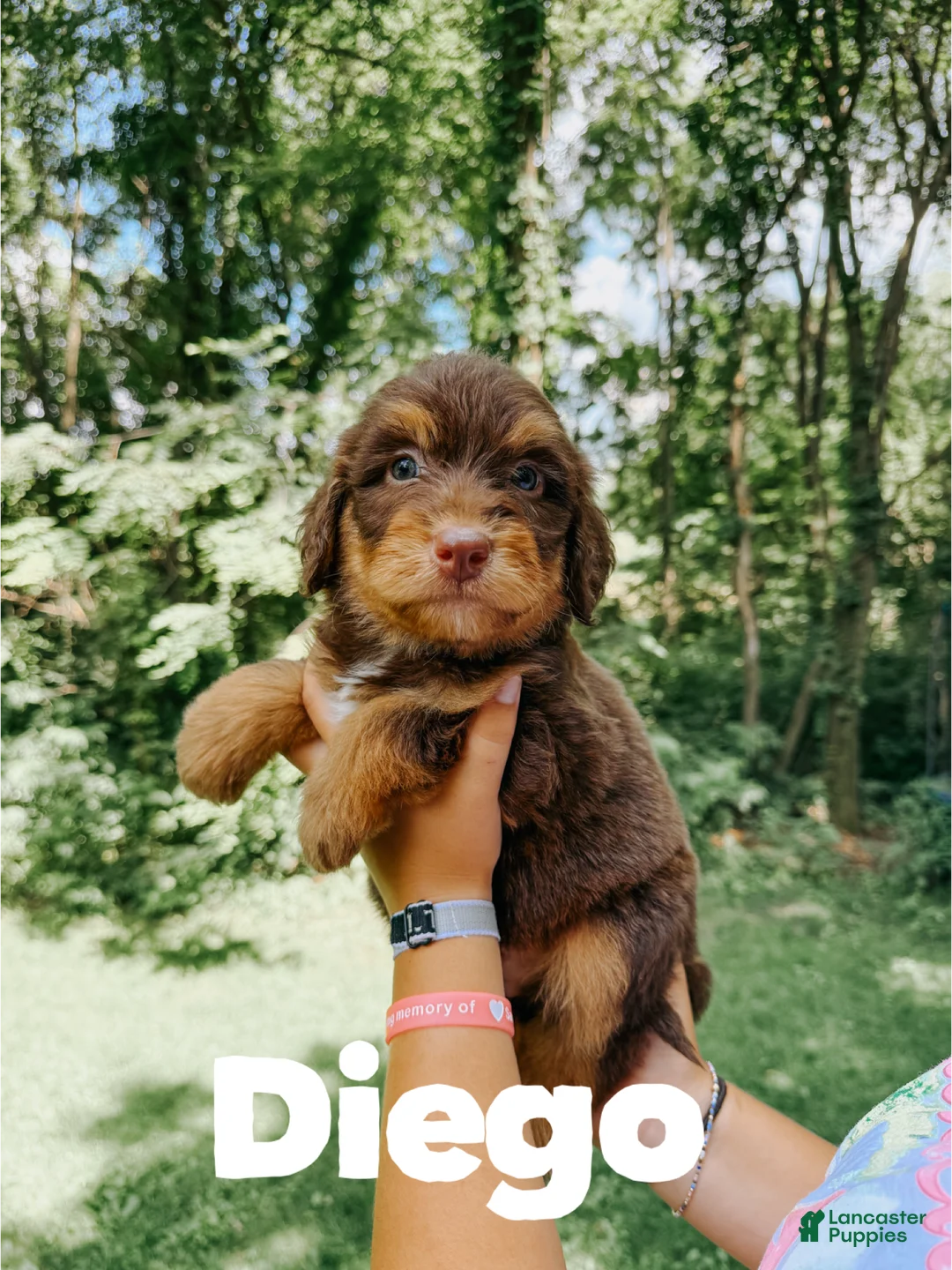 Aussiedoodle dogs for sale: Diego  - Ad 1