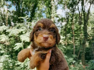 Aussiedoodle dogs Diego - Ad 41
