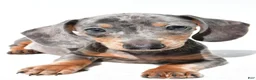 Dachshund dogs for sale: Teddy - Ad 8