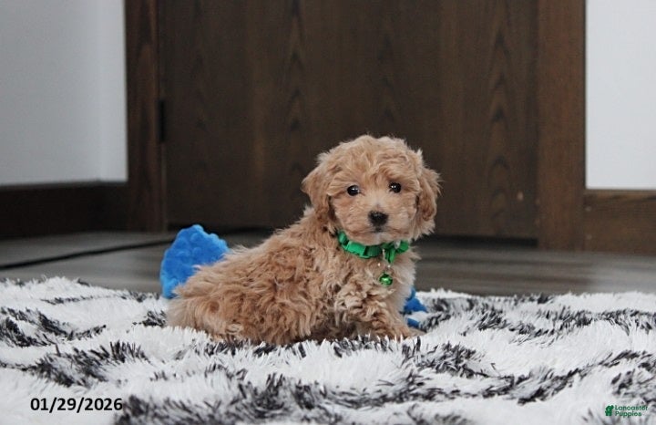 Bichpoo dogs Rex - Ad 13