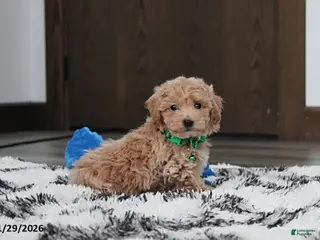 Bichpoo dogs Rex - Ad 39