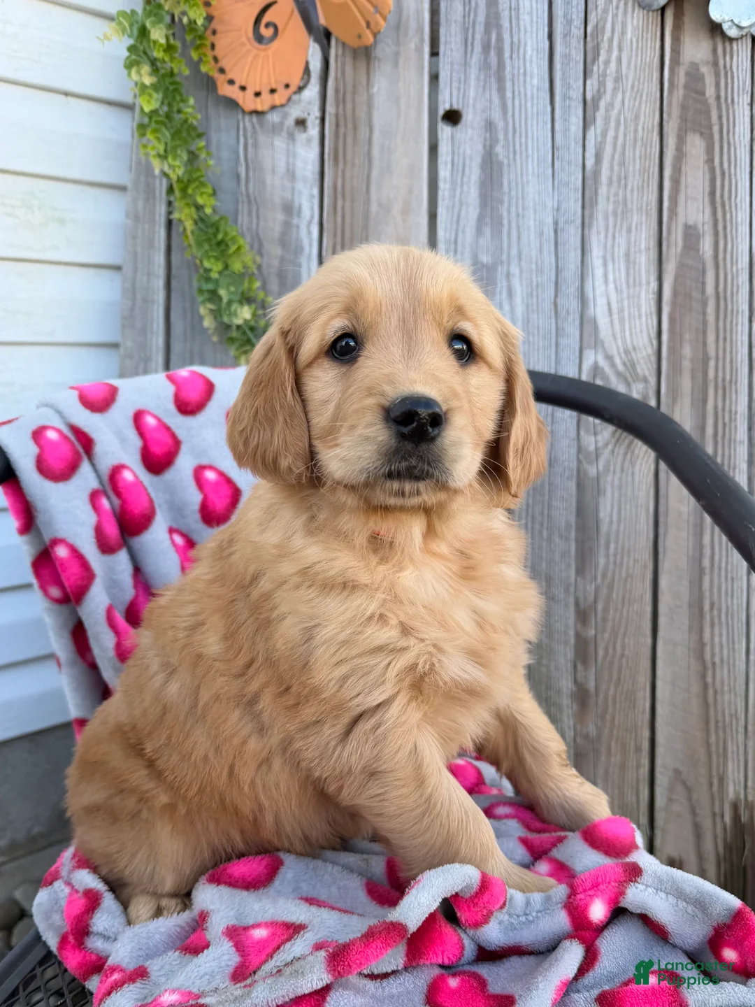 Golden Retriever dogs for sale: Annie - Ad 1