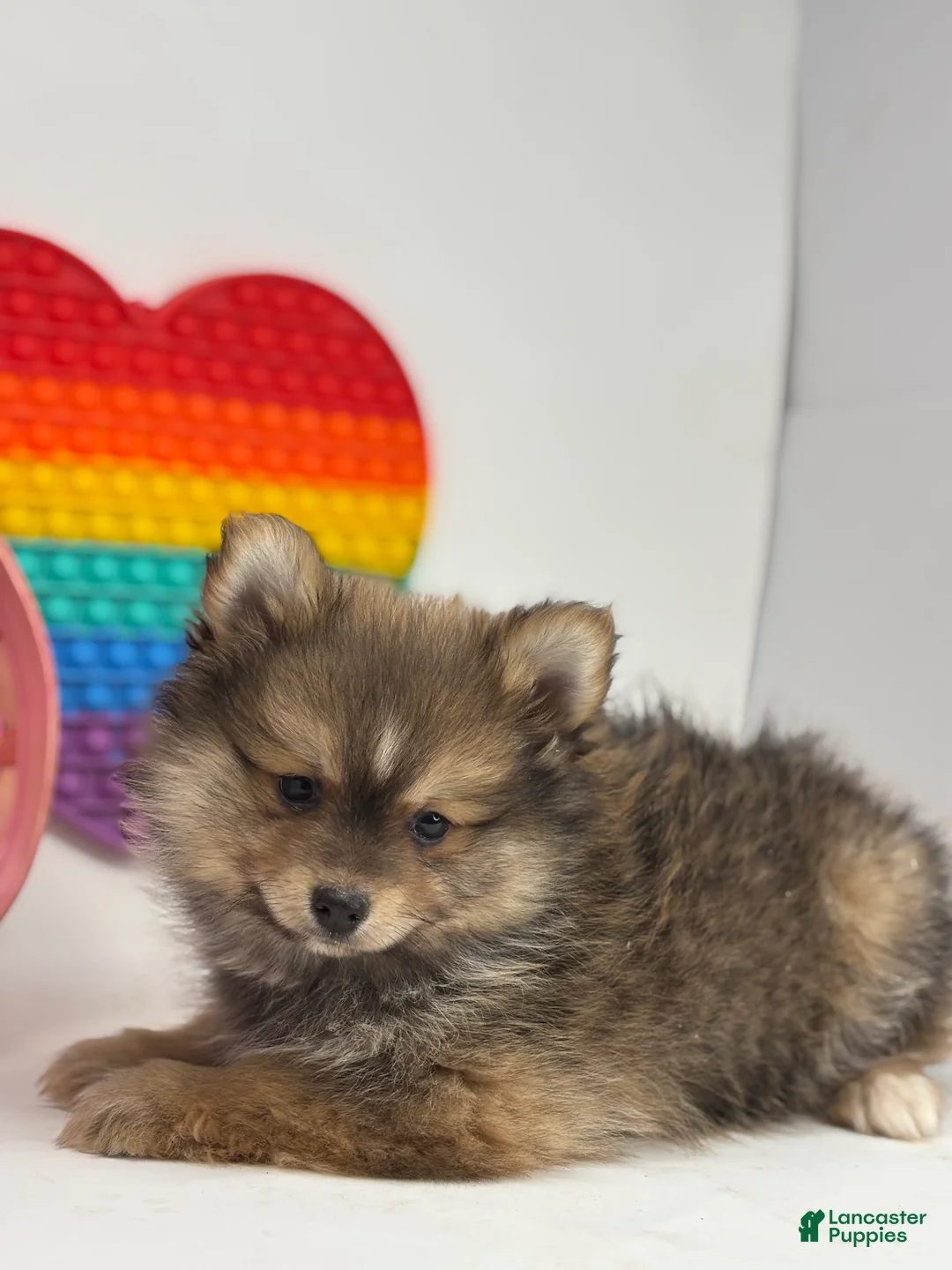 Pomsky dogs for sale: Marlin - Ad 4