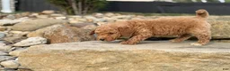 Mini Goldendoodle dogs for sale: Mini Goldendoodle (Archie) - Ad 5
