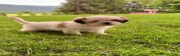 Shih Tzu dogs for sale: Twinkle - Ad 3