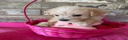 Schnoodle dogs for sale: Chanel - Ad 5