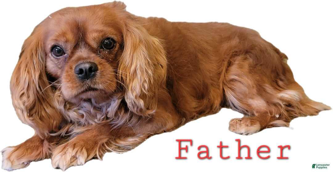 Cavachon dogs for sale: Snowball - Ad 26