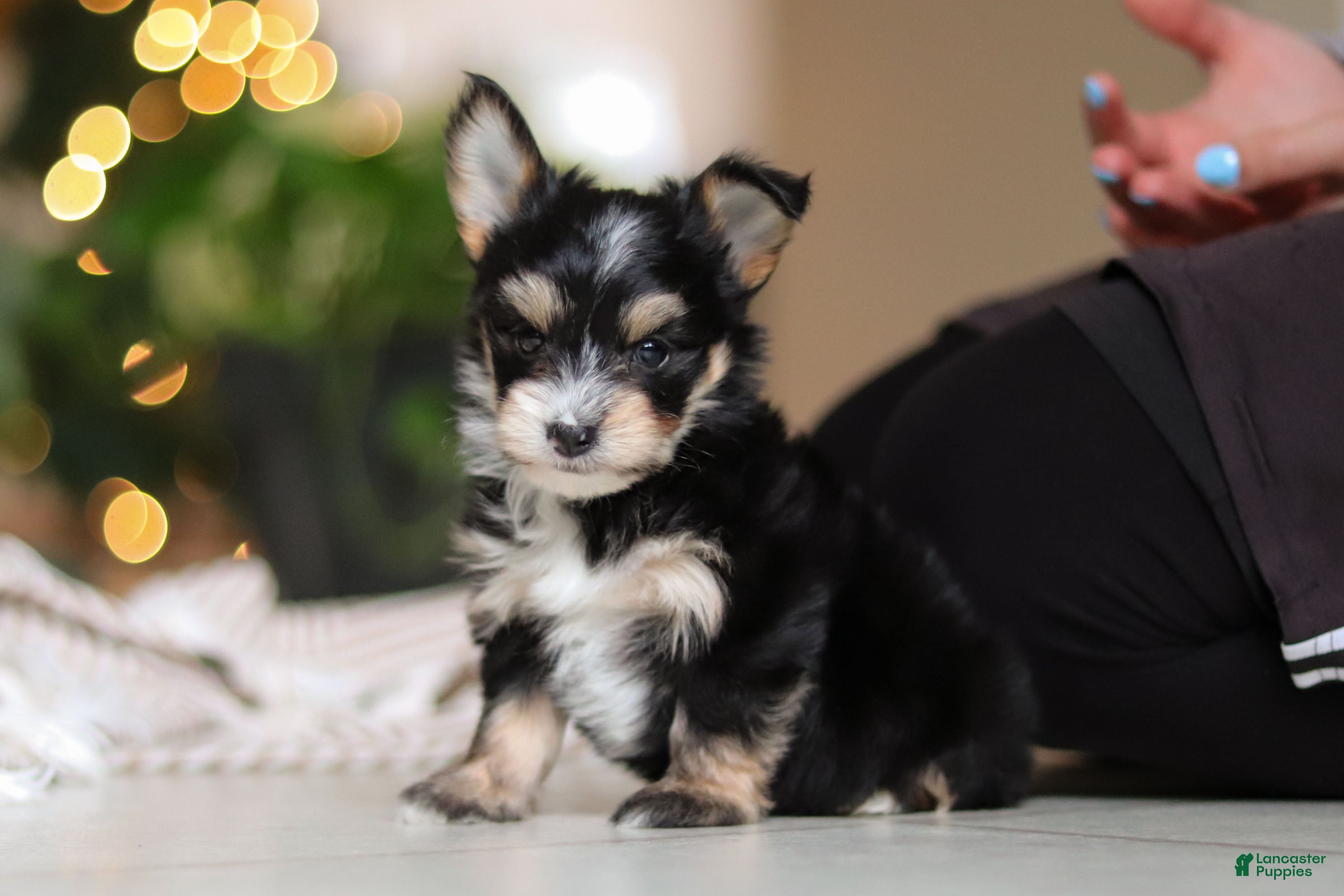 Morkie dogs Oliver - Ad 1