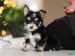 Morkie dogs Oliver - Ad 7