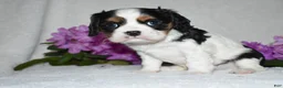 Cavalier King Charles Spaniel dogs for sale: Scout - Ad 4