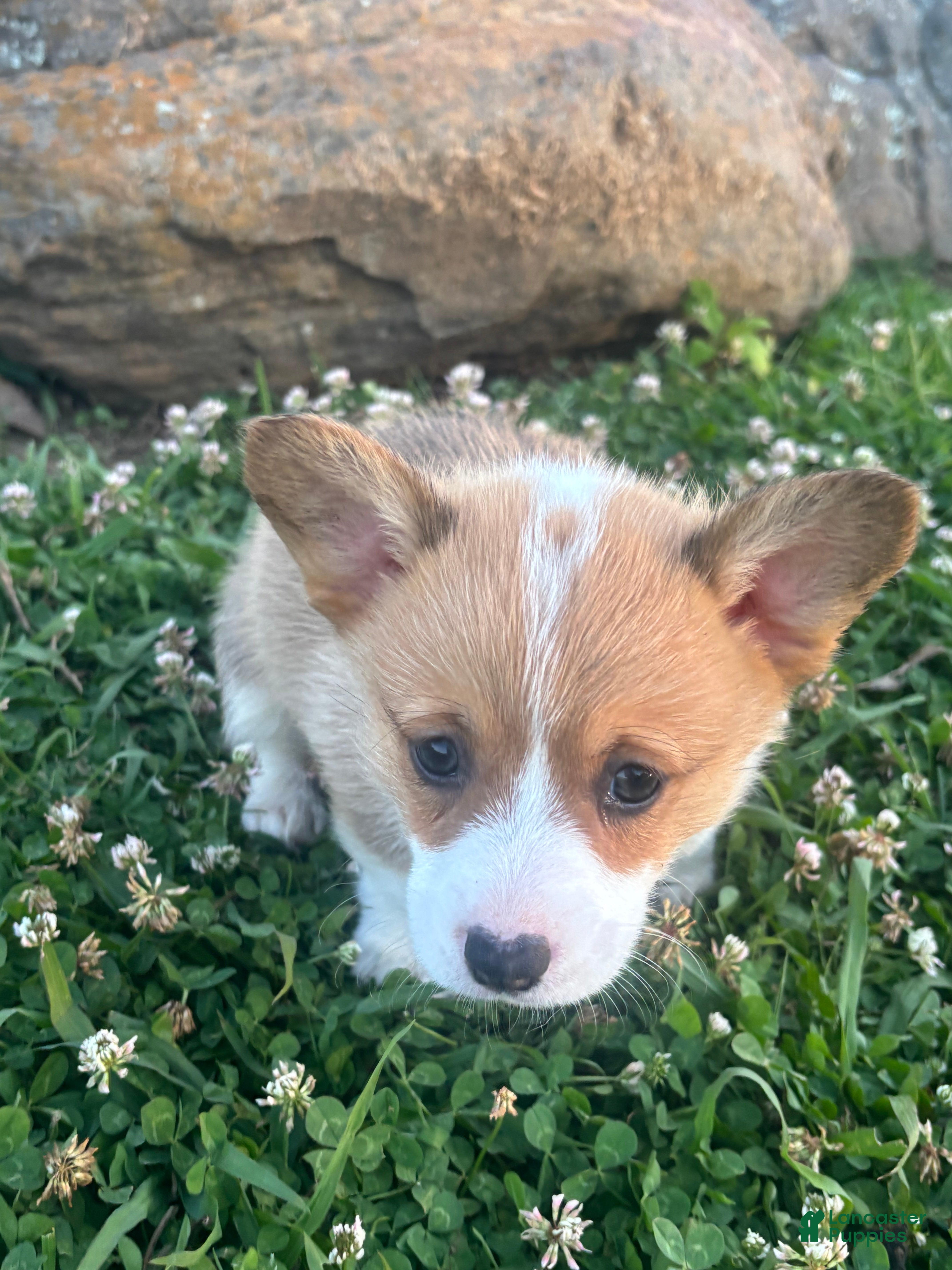 Welsh Corgi Pembroke dogs Welsh Corgi Pembroke Puppy 4 - Ad 1