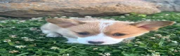 Welsh Corgi Pembroke dogs for sale: Welsh Corgi Pembroke Puppy 4 - Ad 1
